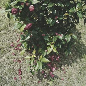 Plants growing on a tree