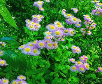 High angle view of flowering plants