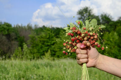 Bouquet wild strawberries in men's hands against background of forest. harvesting berries 