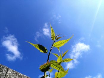 Low angle view of plants against blue sky