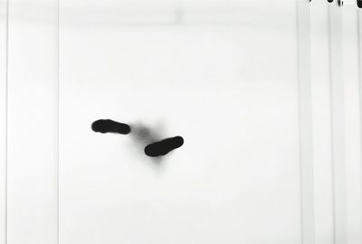 Close-up of white object on white surface