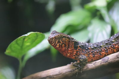 Lizard at chester zoo