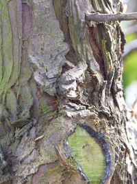 Close-up of tree trunk