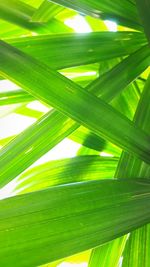 Close-up of palm tree leaves