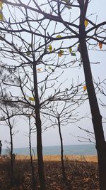 Bare tree against sky