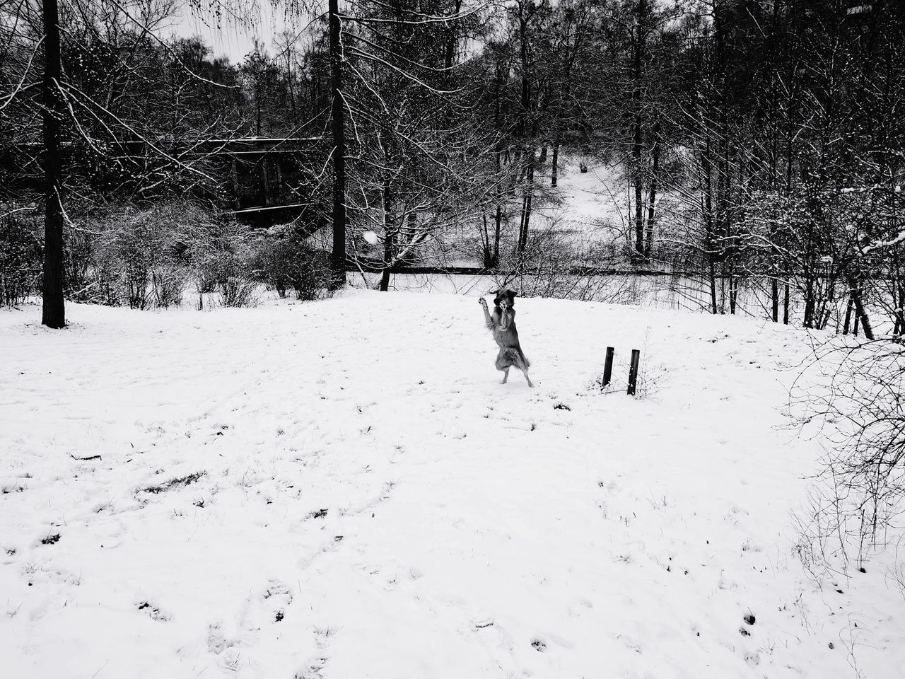 snow, winter, cold temperature, tree, season, covering, weather, landscape, field, leisure activity, lifestyles, nature, walking, tranquility, white color, day, full length, outdoors