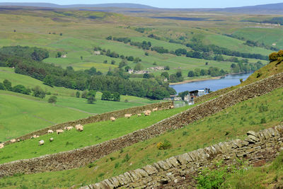 A valley with  long drystone walls and sheep  grazing, nidderdale, north yorkshire, england, uk.