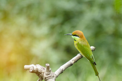 Close-up of bird perching on branch