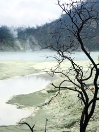 Bare tree by lake against sky during winter