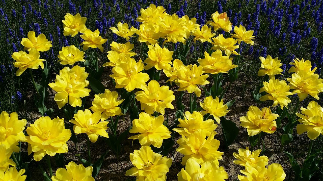 yellow, flower, full frame, freshness, petal, fragility, backgrounds, high angle view, beauty in nature, flower head, growth, abundance, multi colored, nature, blooming, close-up, plant, no people, day, outdoors