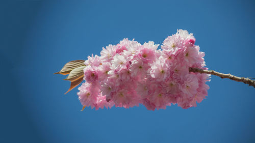 Close-up of pink flowers blooming against clear sky