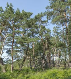 Low angle view of trees in forest against sky