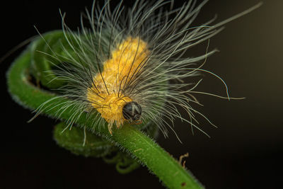 Close-up of insect on flower