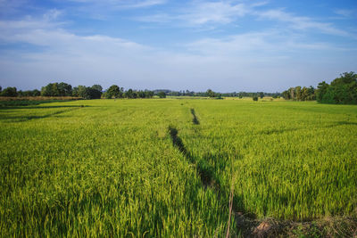 The fields of nakhon sawan