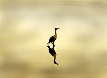 Reflection of cormorant on wet shore during sunset