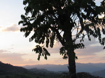 Tree against sky during sunset