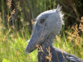 Close-up of eagle outdoors