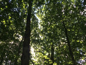 Low angle view of trees in forest