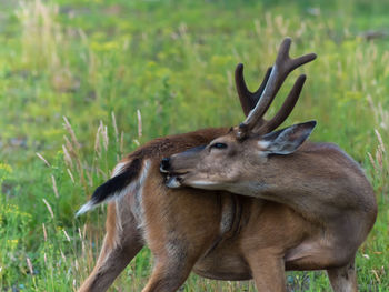 Antler deer scratching on field