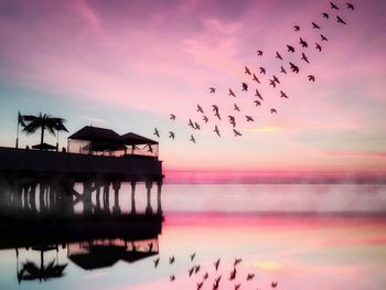 Birds flying over sea