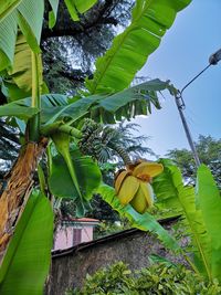 Low angle view of banana tree