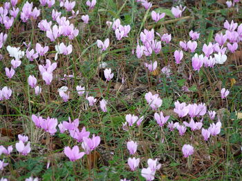 Close-up of purple crocus blooming on field