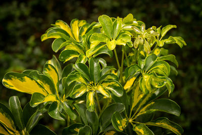 Close-up of fresh green leaves