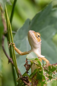 Close-up of a lizard on tree