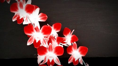 Close-up of pink flower