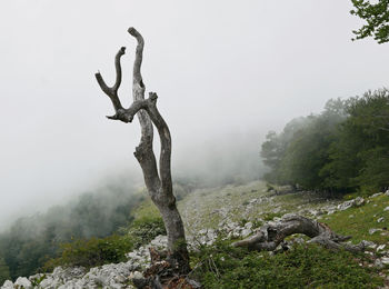 Scenic view of a tree with dry branches in the countryside