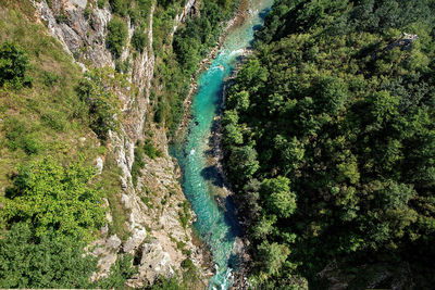 High angle view of trees in forest
