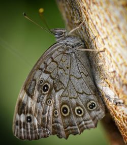 Close-up of butterfly