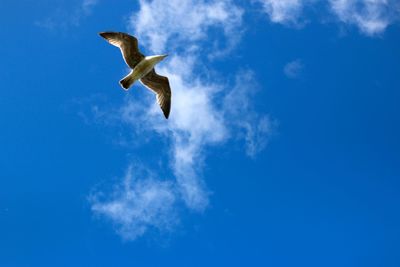 Low angle view of seagull flying against blue sky