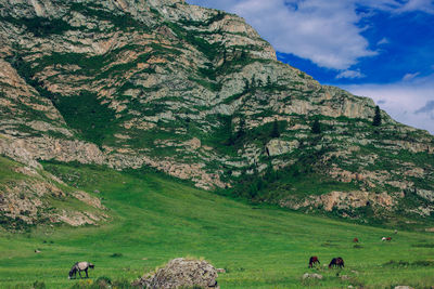 Cows grazing on field against sky