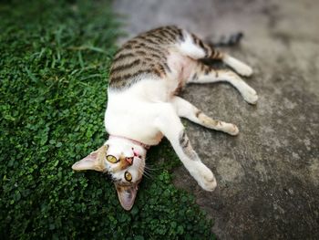 High angle portrait of cat lying on footpath