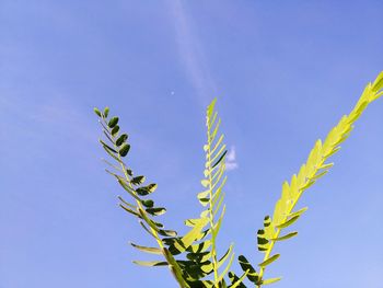 Low angle view of plant against clear blue sky