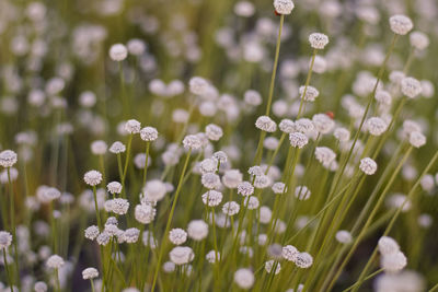 Close-up of white flowering plants on field