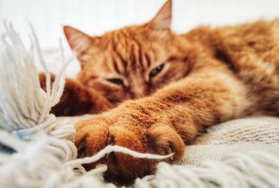 Close-up of cat sleeping on bed at home