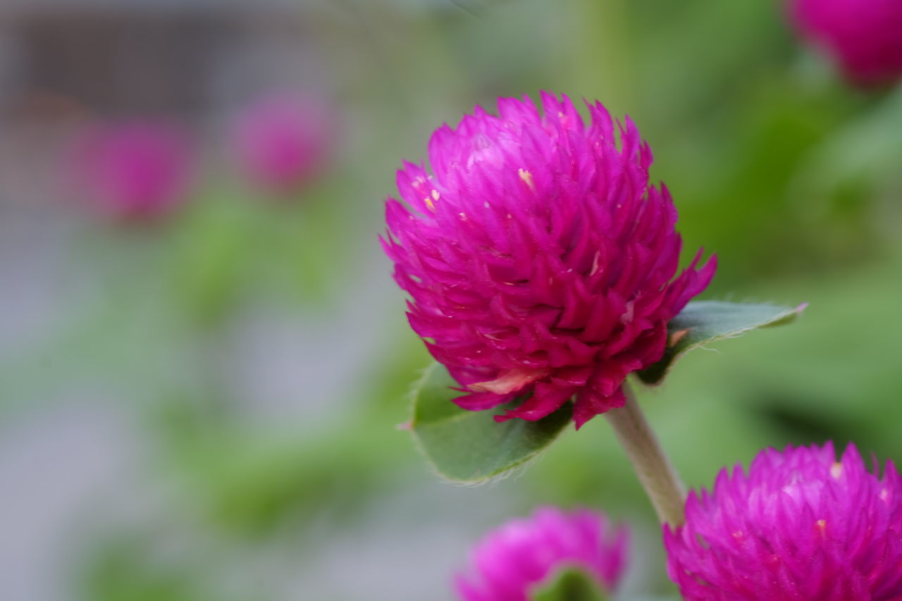 CLOSE-UP OF PINK PURPLE FLOWER