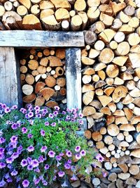 Stack of wooden logs in forest