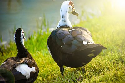 Close-up of bird on grass