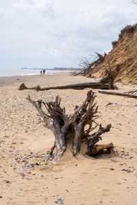 Driftwood on beach