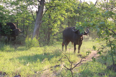 Bison in forest