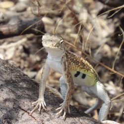 Close-up of lizard on white surface