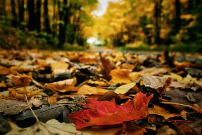 Close-up of fallen maple leaves