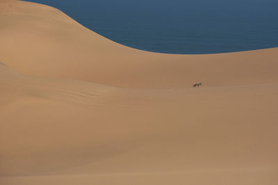 The jackal in the desert, namibia