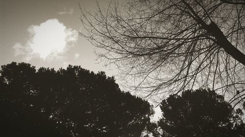 Low angle view of trees against sky