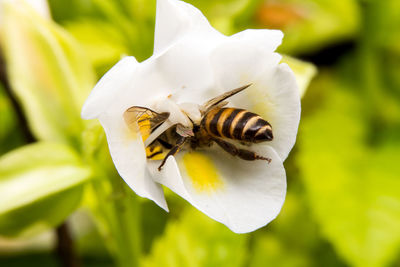 Close-up of bee on white flower