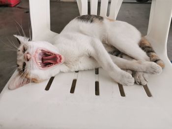 Close-up of a cat sleeping