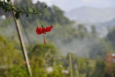 Close-up of red plant against blurred background